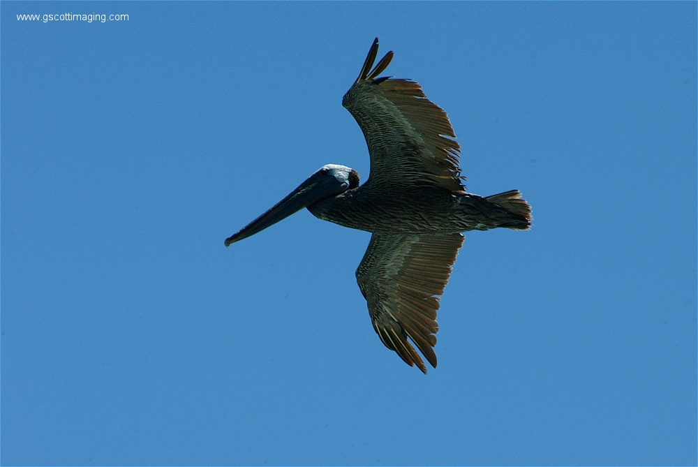 (02) 1dscf0157.jpg   (1000x669)   164 Kb                                    Click to display next picture