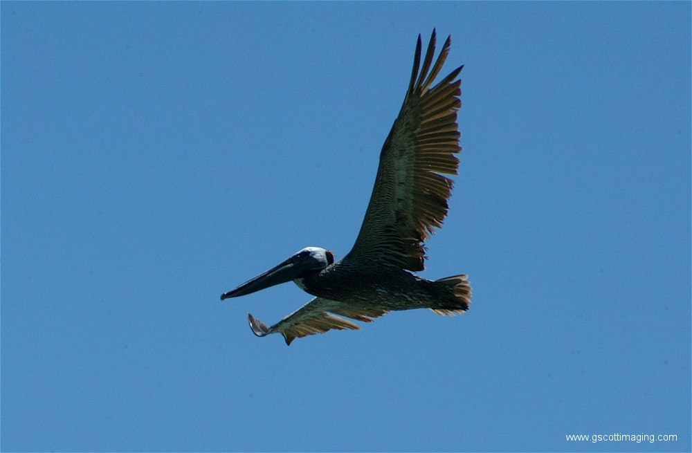 (03) 1dscf0119.jpg   (1000x655)   160 Kb                                    Click to display next picture