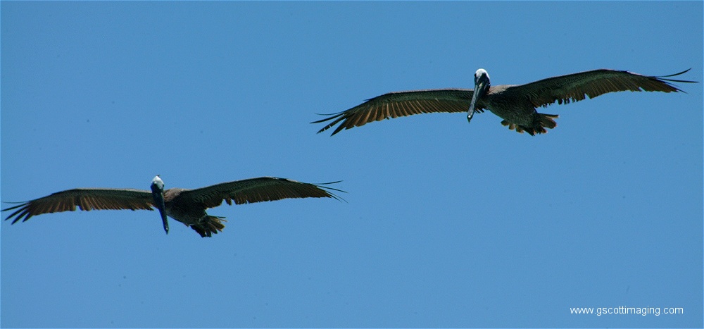 (04) 1dscf0150.jpg   (1000x467)   106 Kb                                    Click to display next picture