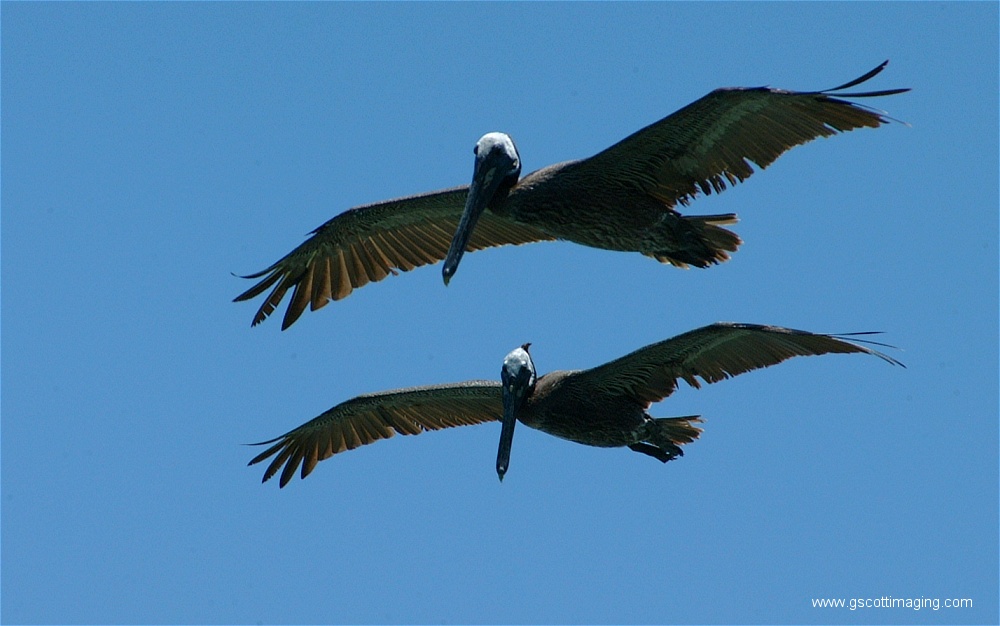 (05) 1dscf0151.jpg   (1000x626)   161 Kb                                    Click to display next picture