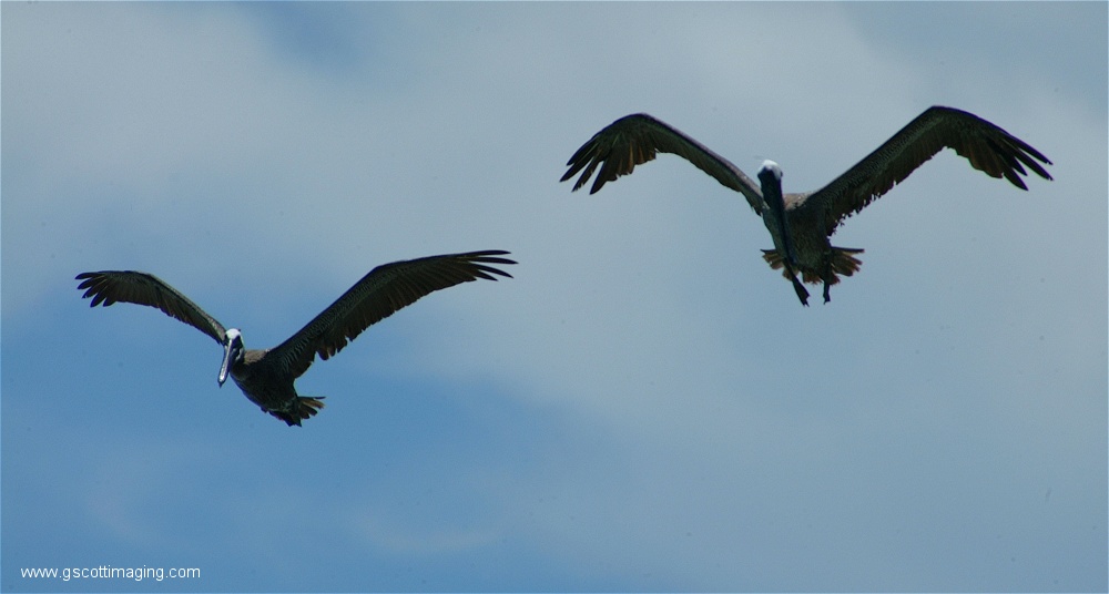 (06) 1dscf0154.jpg   (1000x536)   108 Kb                                    Click to display next picture