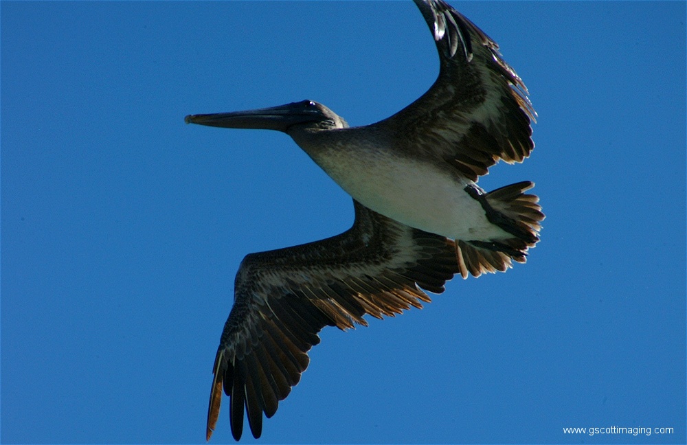 (08) 1dscf0282.jpg   (1000x648)   189 Kb                                    Click to display next picture