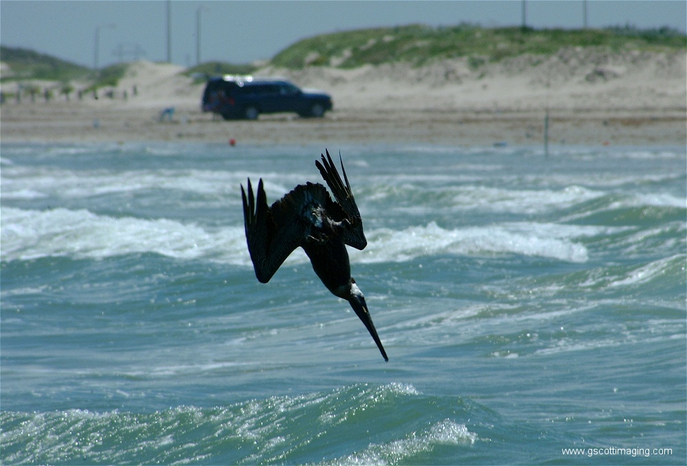 (12) 1dscf0141.jpg   (1000x678)   220 Kb                                    Click to display next picture