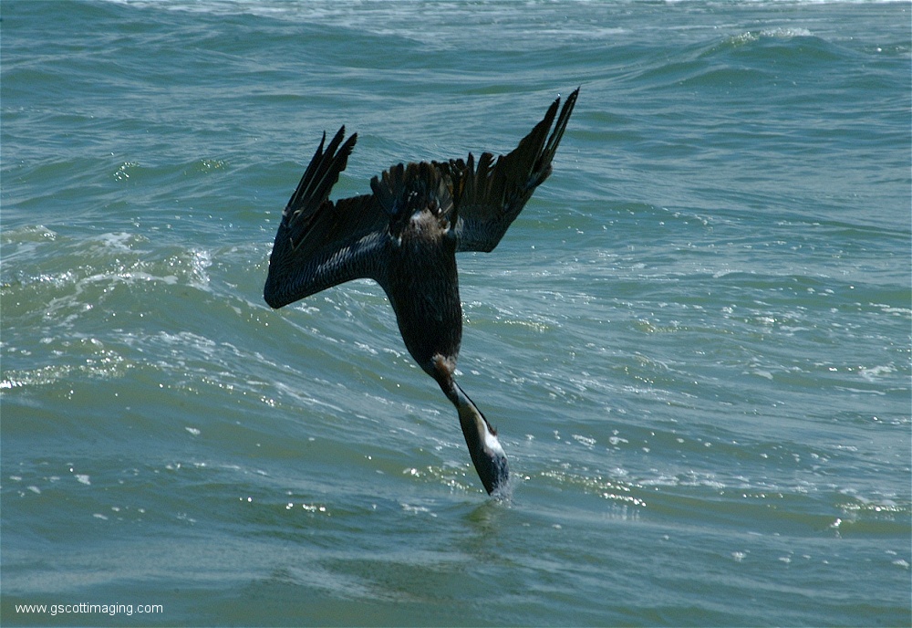 (13) 1dscf0172.jpg   (1000x688)   268 Kb                                    Click to display next picture