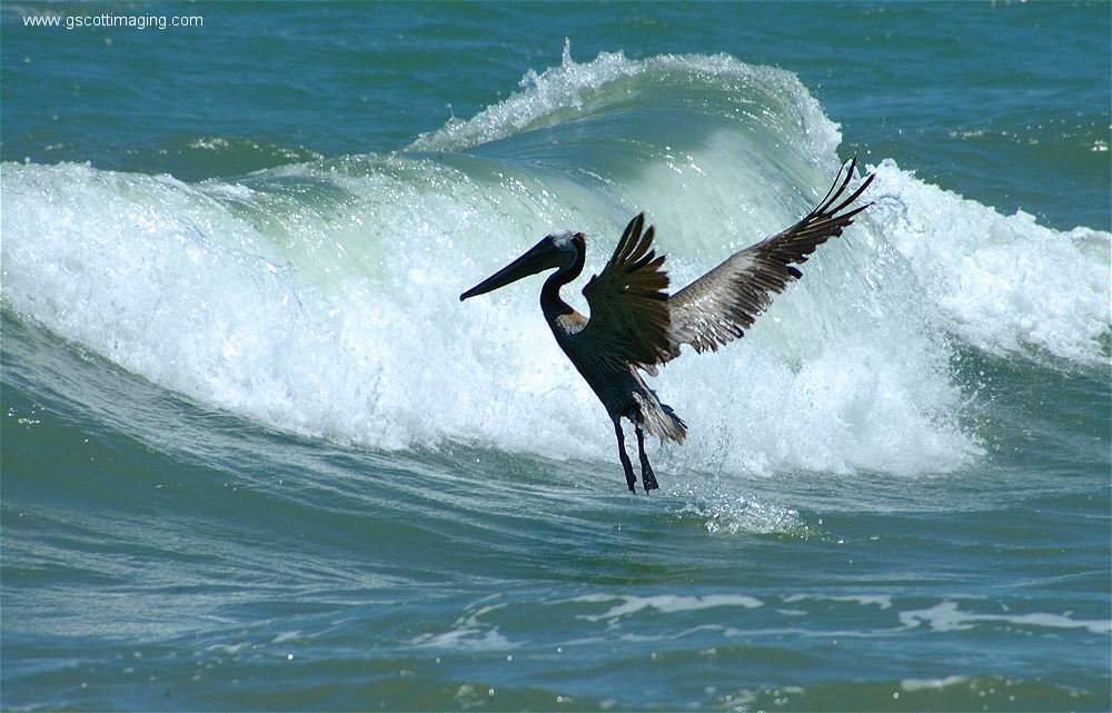 (15) 1dscf0122.jpg   (1000x641)   278 Kb                                    Click to display next picture