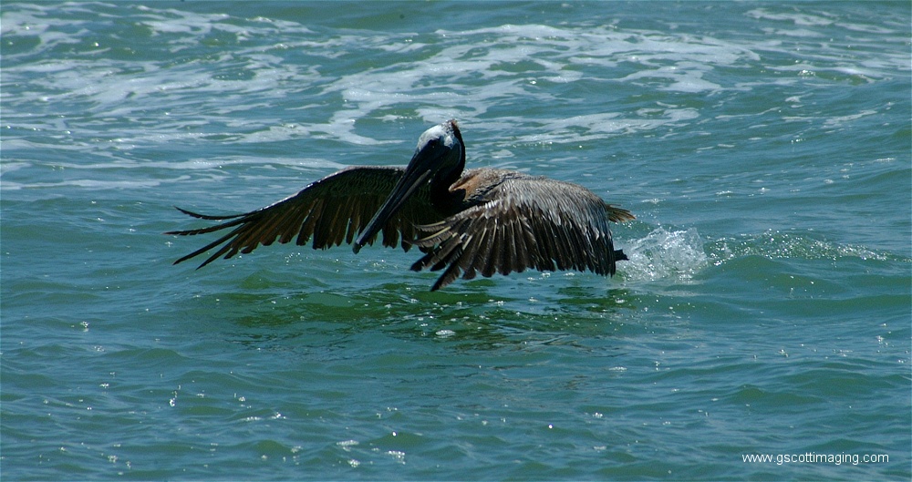 (16) 1dscf0106.jpg   (1000x529)   225 Kb                                    Click to display next picture