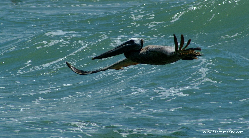 (18) 1dscf0108.jpg   (1000x554)   234 Kb                                    Click to display next picture