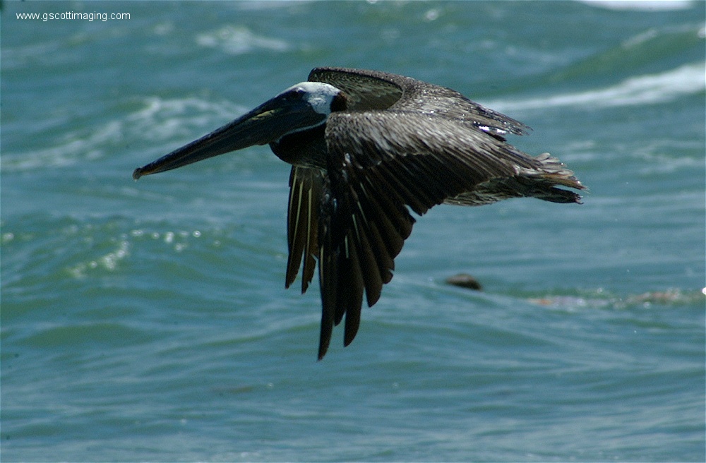 (19) 1dscf0181.jpg   (1000x656)   202 Kb                                    Click to display next picture