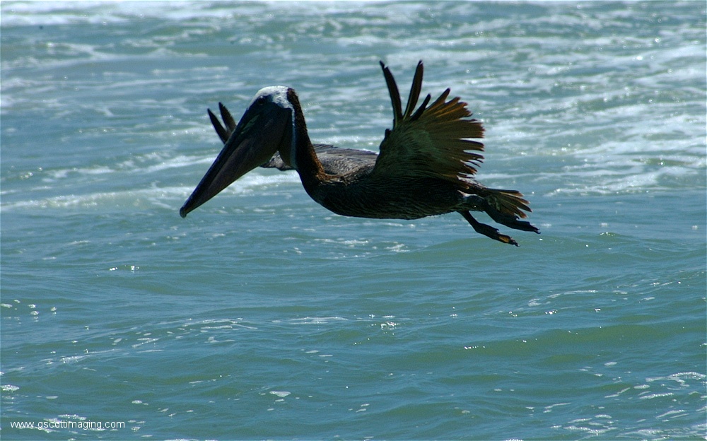 (20) 1dscf0159.jpg   (1000x624)   225 Kb                                    Click to display next picture