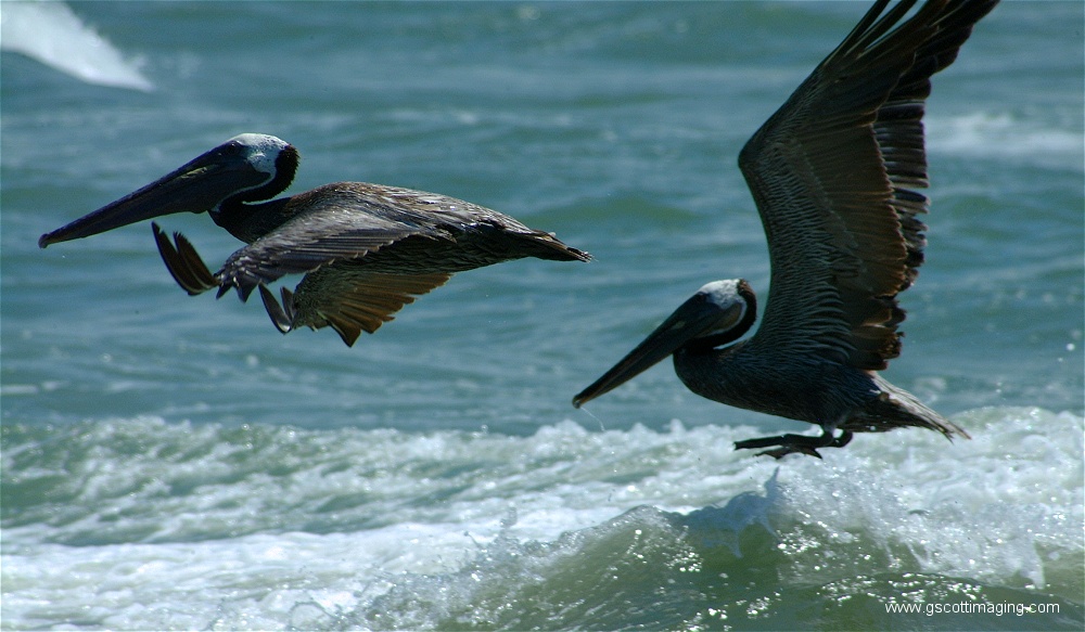 (22) 1dscf0173.jpg   (1000x583)   205 Kb                                    Click to display next picture