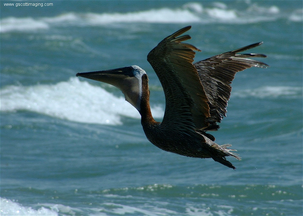 (23) 1dscf0281.jpg   (1000x713)   226 Kb                                    Click to display next picture