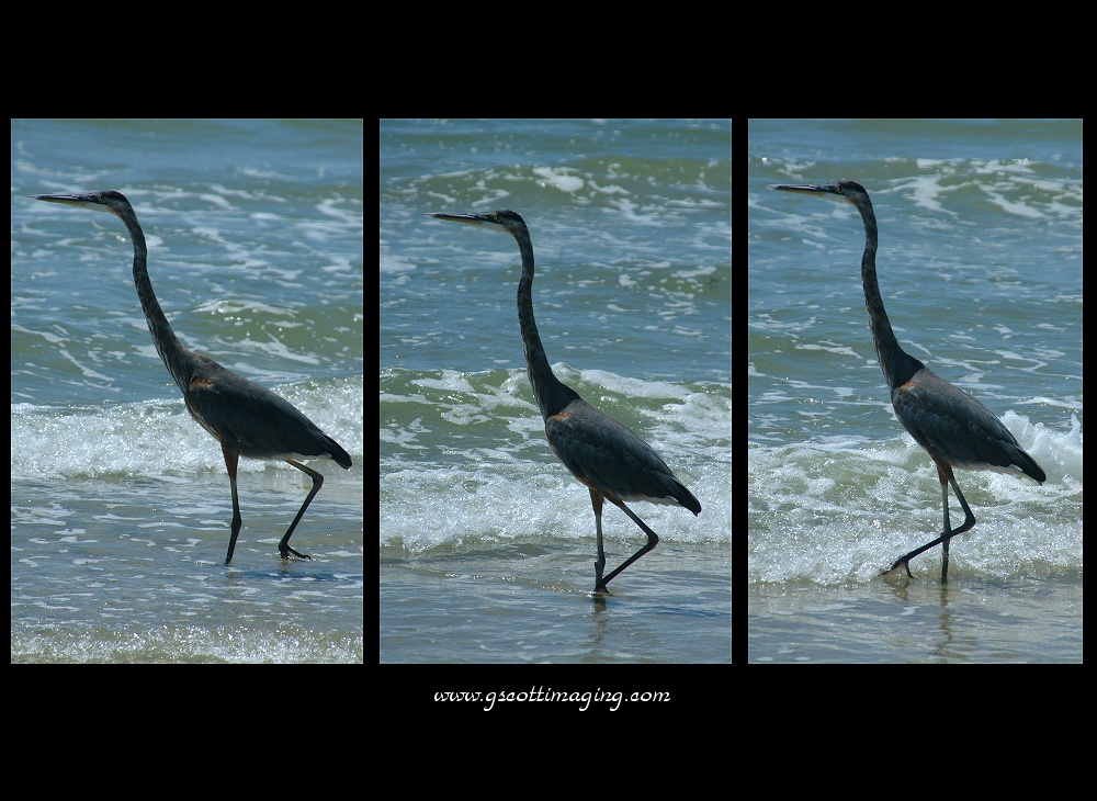 (29) heron montage.jpg   (1000x730)   247 Kb                                    Click to display next picture