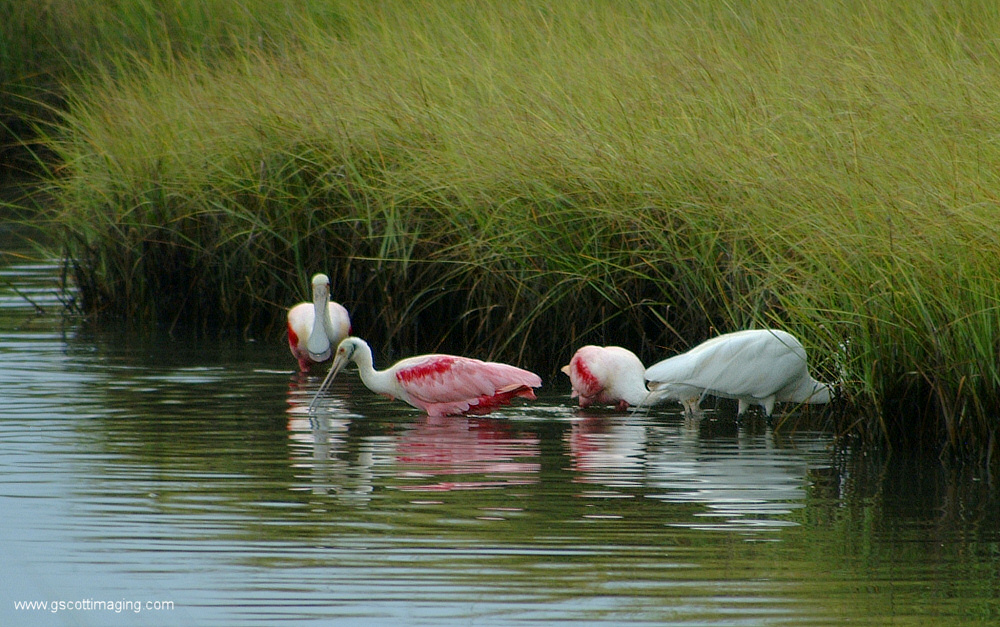 (05) Dscf7684.jpg   (1000x627)   355 Kb                                    Click to display next picture