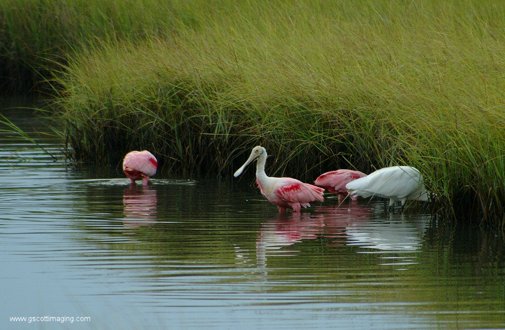 (06) Dscf7685.jpg   (1000x654)   375 Kb                                    Click to display next picture