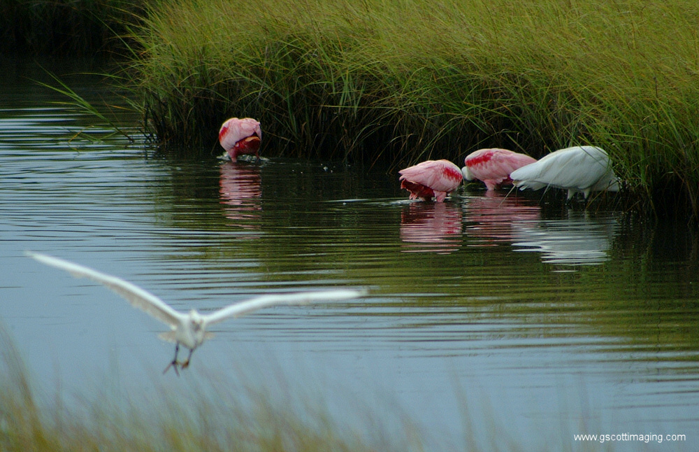 (07) Dscf7687.jpg   (1000x646)   332 Kb                                    Click to display next picture