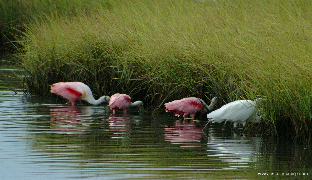 (08) Dscf7688.jpg   (1000x577)   337 Kb                                    Click to display next picture