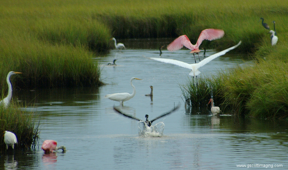 (09) Dscf7696.jpg   (1000x589)   287 Kb                                    Click to display next picture