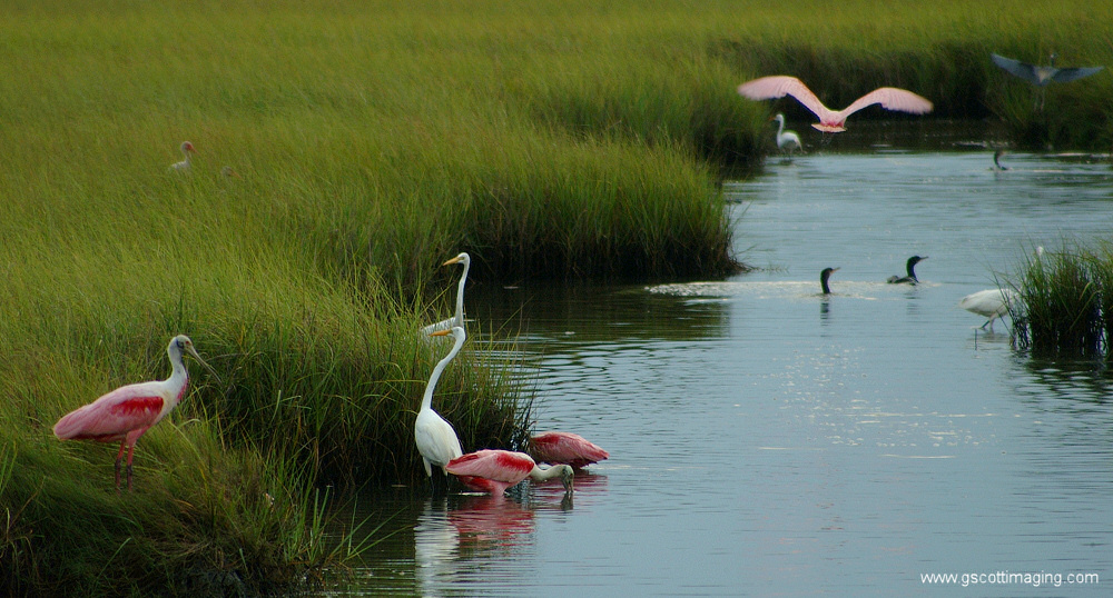 (11) Dscf7698.jpg   (1000x538)   291 Kb                                    Click to display next picture