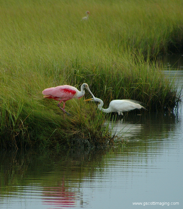 (12) Dscf7699.jpg   (631x720)   247 Kb                                    Click to display next picture