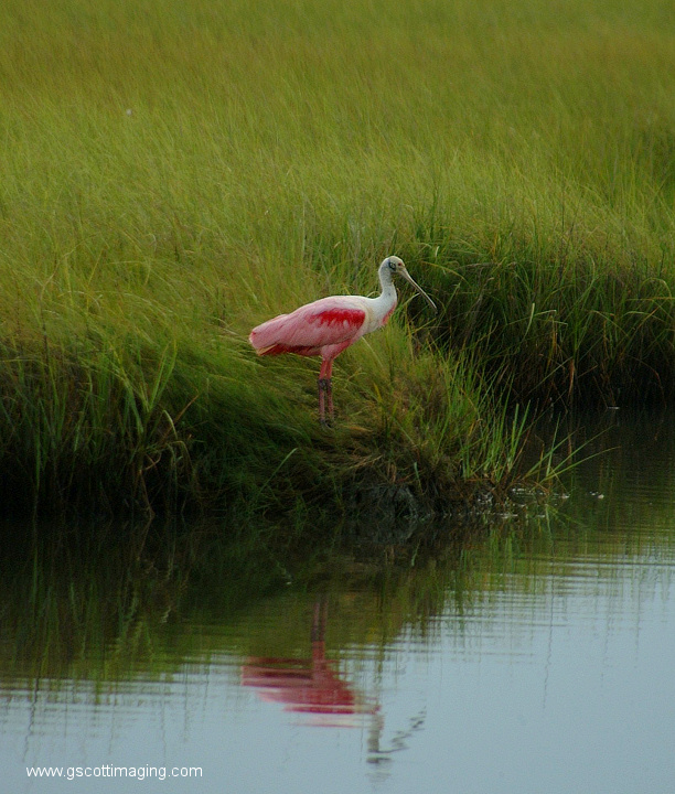 (16) Dscf7704.jpg   (612x720)   240 Kb                                    Click to display next picture