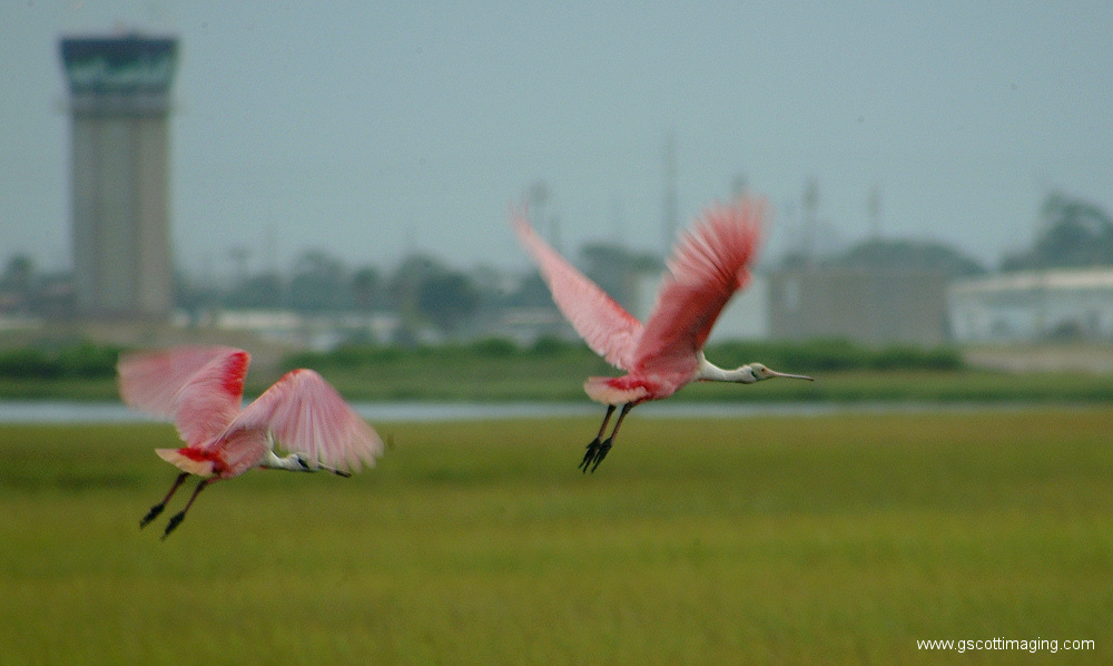 (17) Dscf7706.jpg   (1000x598)   234 Kb                                    Click to display next picture