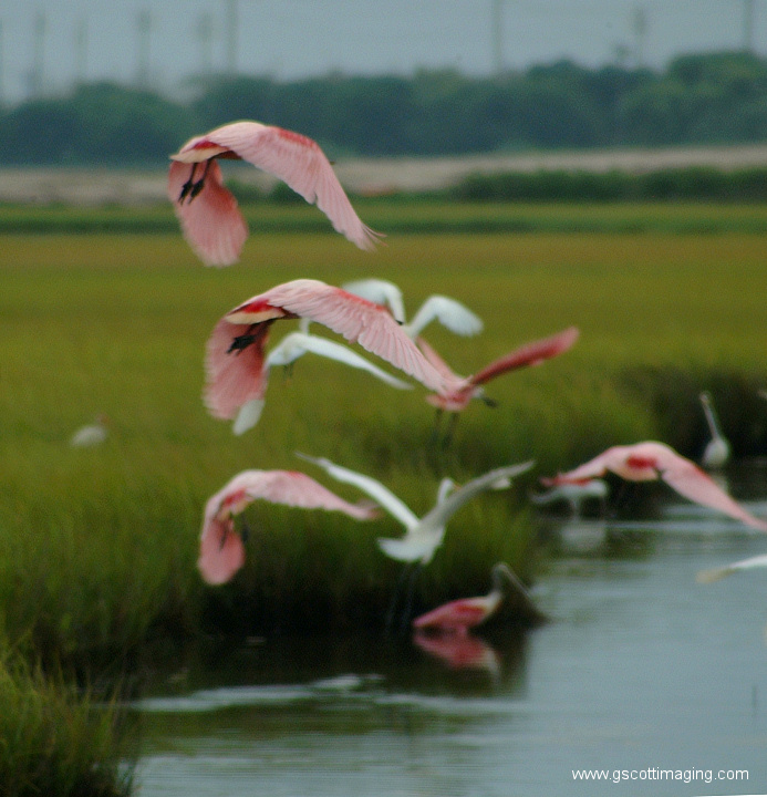 (18) Dscf7707.jpg   (693x720)   230 Kb                                    Click to display next picture