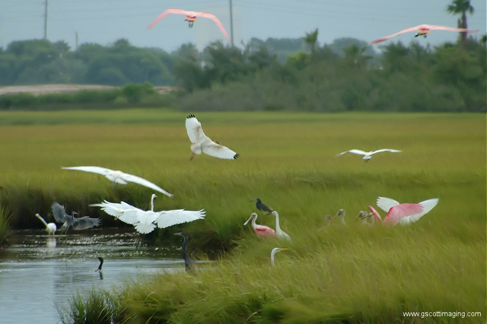 (20) Dscf7710.jpg   (1000x665)   254 Kb                                    Click to display next picture