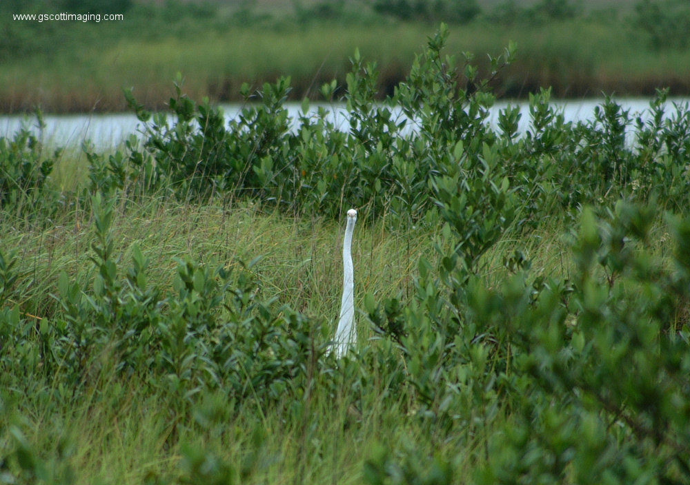 (24) Dscf7729.jpg   (1000x704)   430 Kb                                    Click to display next picture