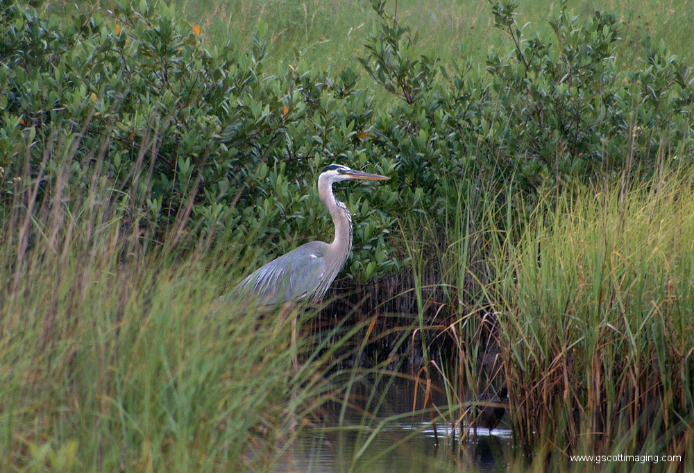 (25) Dscf7732.jpg   (1000x682)   508 Kb                                    Click to display next picture