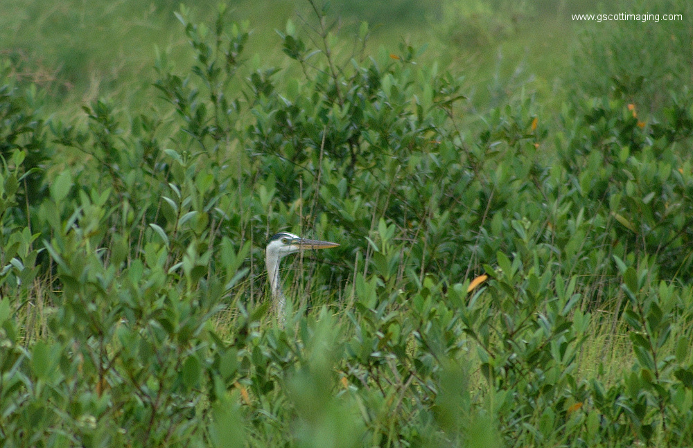 (27) Dscf7743.jpg   (1000x647)   426 Kb                                    Click to display next picture