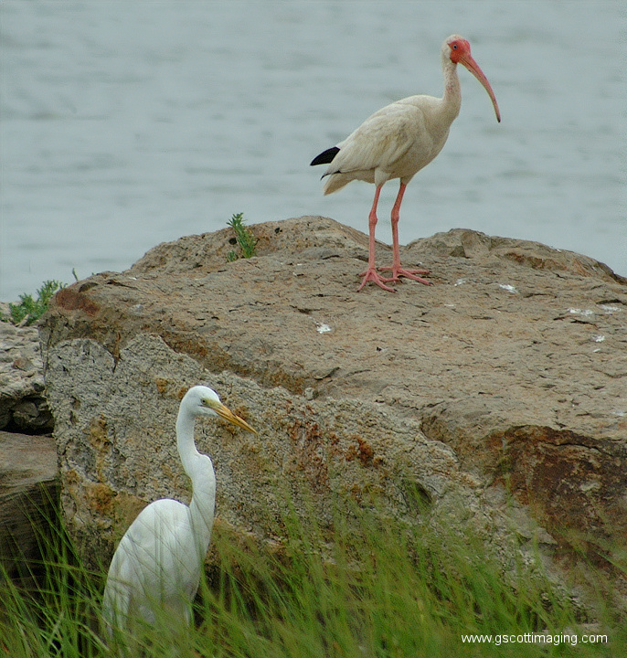 (28) Dscf7733.jpg   (686x720)   331 Kb                                    Click to display next picture