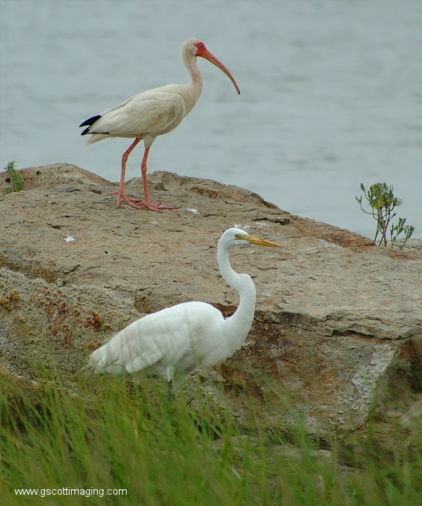 (29) Dscf7734.jpg   (600x720)   270 Kb                                    Click to display next picture