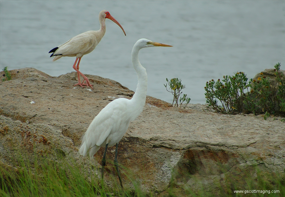 (30) Dscf7735.jpg   (1000x694)   420 Kb                                    Click to display next picture