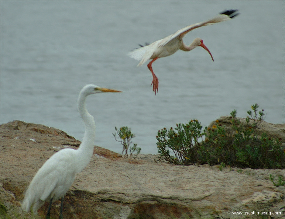 (31) Dscf7736.jpg   (938x720)   305 Kb                                    Click to display next picture