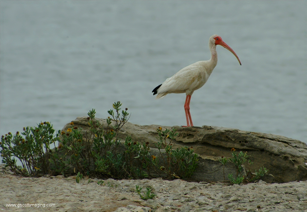 (32) Dscf7738.jpg   (1000x691)   297 Kb                                    Click to display next picture