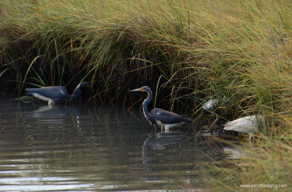 (33) Dscf7826.jpg   (1000x657)   455 Kb                                    Click to display next picture