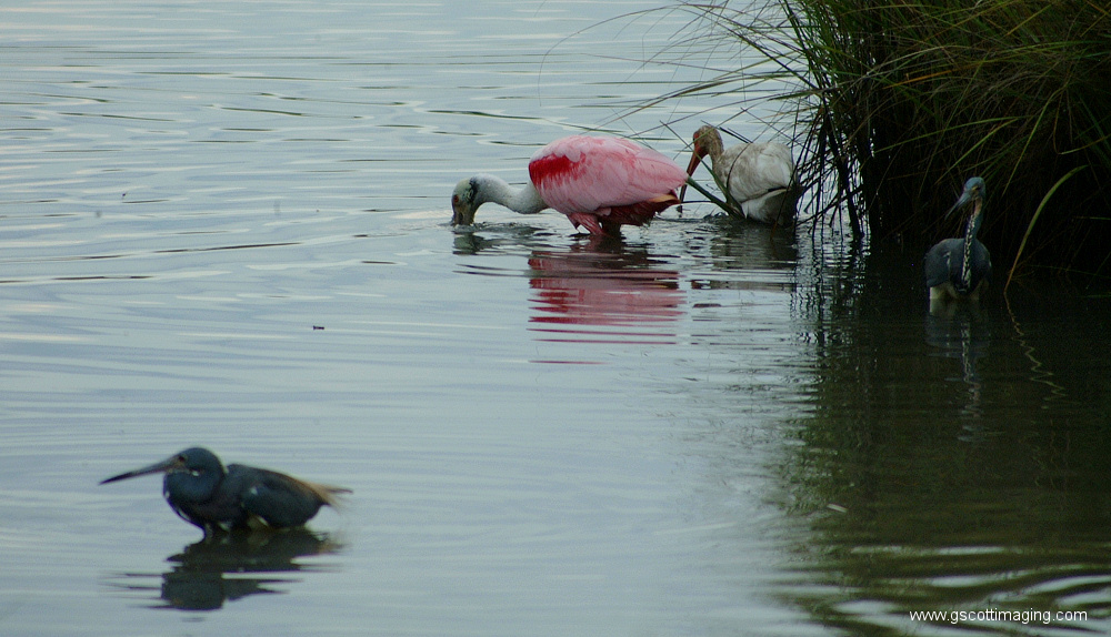 (34) Dscf7824.jpg   (1000x574)   292 Kb                                    Click to display next picture