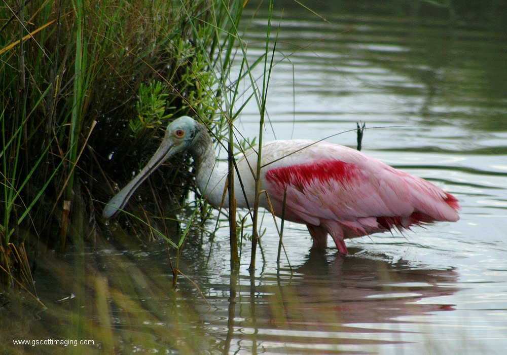 (36) Dscf7830.jpg   (1000x700)   428 Kb                                    Click to display next picture