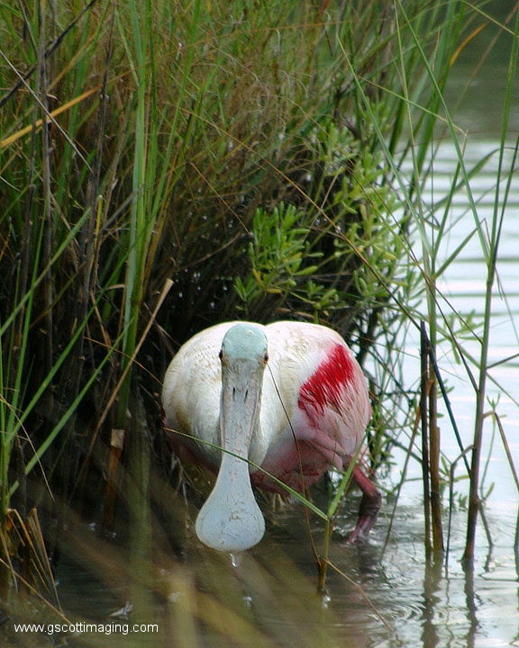 (37) Dscf7831.jpg   (576x720)   296 Kb                                    Click to display next picture