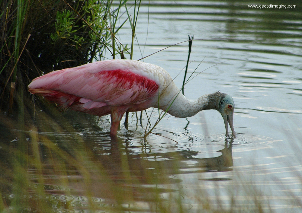 (38) Dscf7832.jpg   (1000x706)   384 Kb                                    Click to display next picture