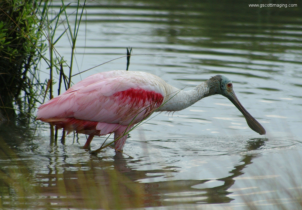 (39) Dscf7833.jpg   (1000x696)   385 Kb                                    Click to display next picture