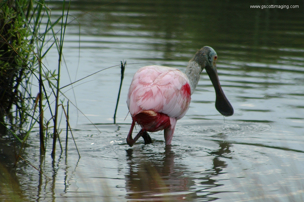 (40) Dscf7834.jpg   (1000x665)   371 Kb                                    Click to display next picture