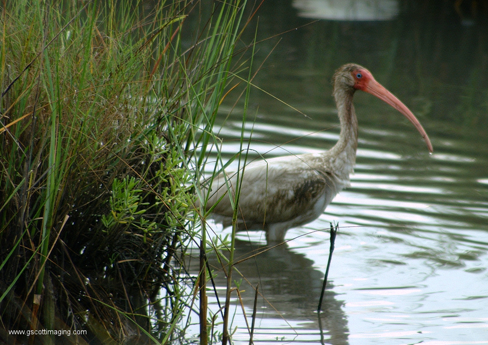 (41) Dscf7836.jpg   (1000x707)   449 Kb                                    Click to display next picture