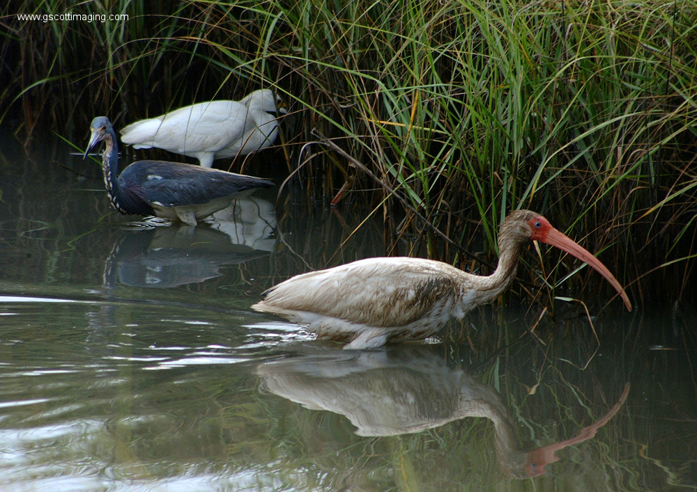 (43) Dscf7840.jpg   (1000x707)   484 Kb                                    Click to display next picture