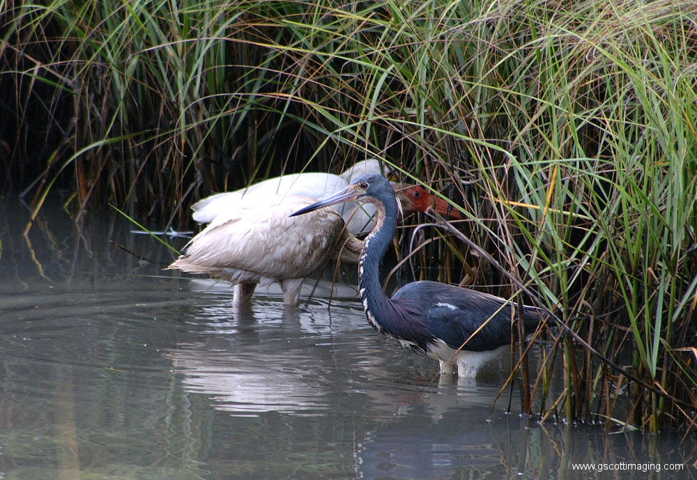 (44) Dscf7843.jpg   (1000x689)   508 Kb                                    Click to display next picture