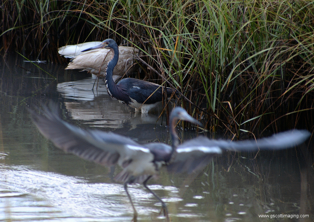 (45) Dscf7844.jpg   (1000x708)   457 Kb                                    Click to display next picture