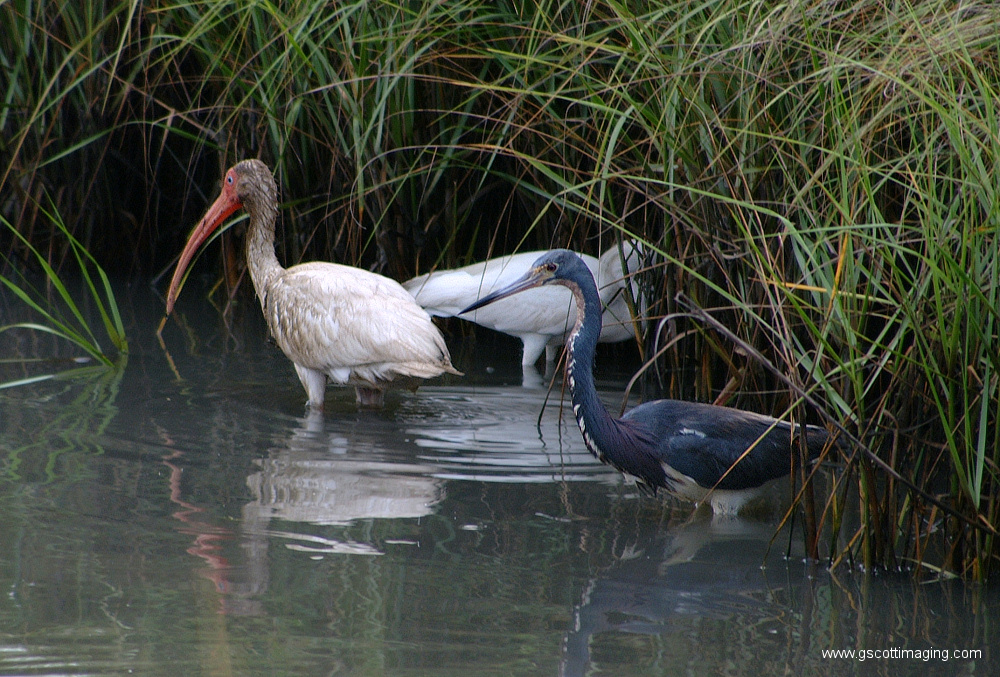 (46) Dscf7845.jpg   (1000x677)   464 Kb                                    Click to display next picture