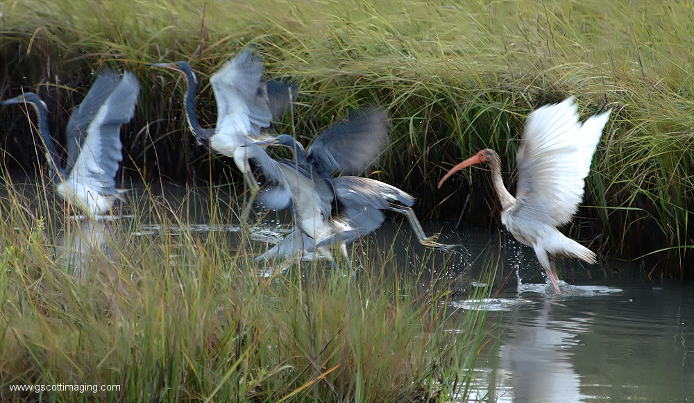 (47) Dscf7847.jpg   (1000x581)   422 Kb                                    Click to display next picture