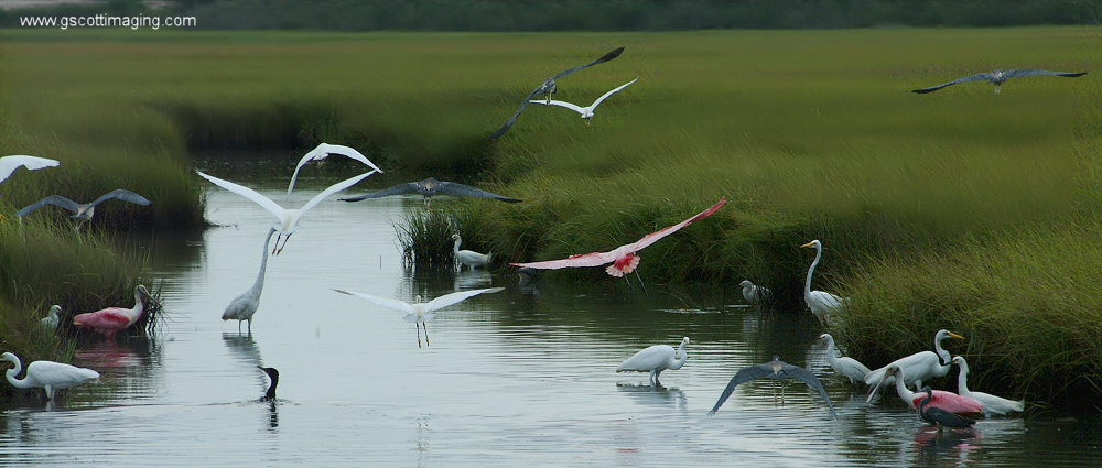 (49) Dscf7850.jpg   (1000x425)   214 Kb                                    Click to display next picture