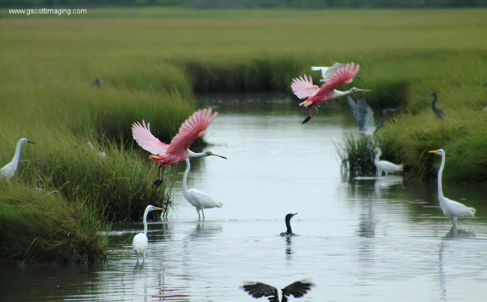 (51) Dscf7853.jpg   (1000x620)   245 Kb                                    Click to display next picture